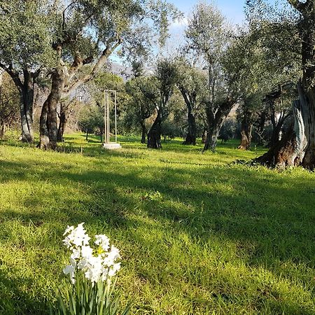 Antico Uliveto Konuk evi Seravezza Dış mekan fotoğraf