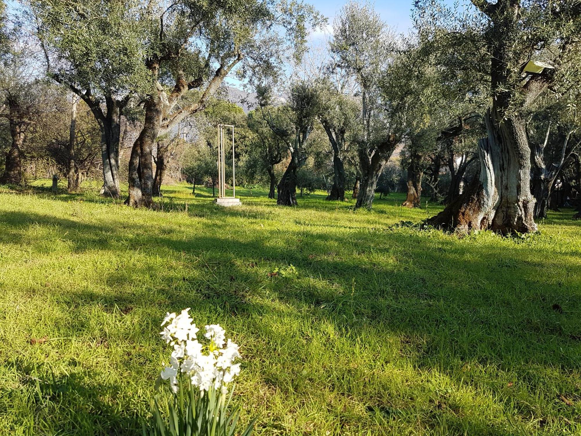 Antico Uliveto Konuk evi Seravezza Dış mekan fotoğraf